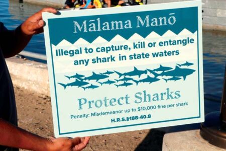Signs remind boaters, fishers of laws protecting sharks